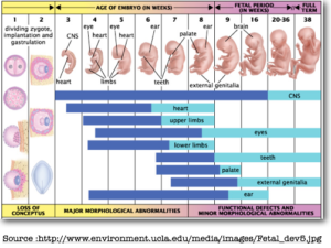 Baby growth - HBT Central